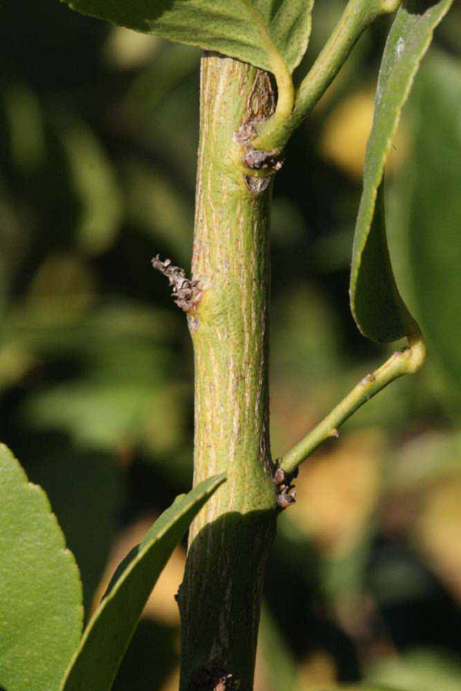            Second - third year twig (Thornless Mexican lime, Riverside,   CA)   